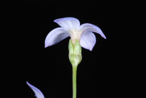 Houstonia pusilla (tiny bluet) (alternate view 4)