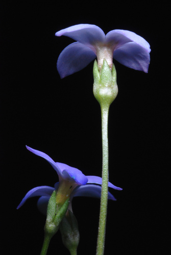 Houstonia pusilla (tiny bluet) (alternate view 5)