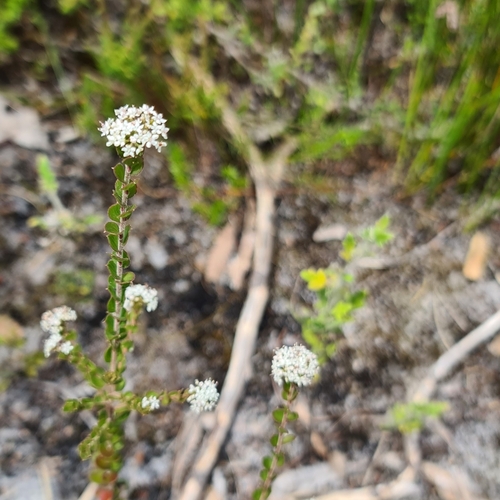 Platysace lanceolata (Shrubby Platysace)