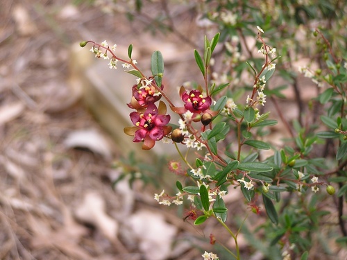 Phyllanthus calycinus (False Boronia)