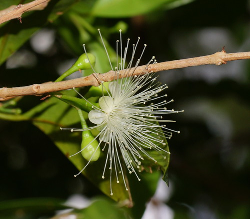 Syzygium australe (scrub cherry) (alternate view 10)