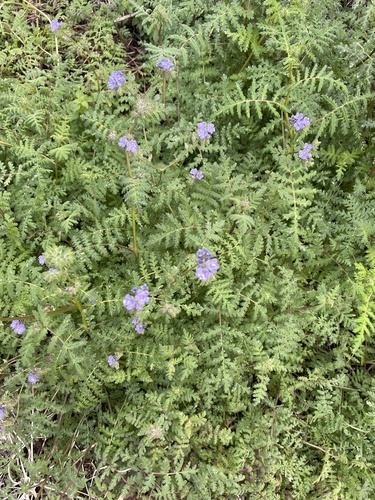 Phacelia distans (distant phacelia)