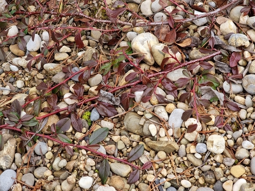 Cotoneaster dammeri (Bearberry Cotoneaster) (alternate view 2)