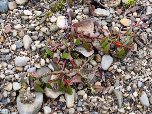 Cotoneaster dammeri (Bearberry Cotoneaster) (alternate view 3)