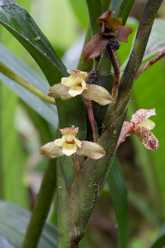 Maxillaria (tiger orchids)
