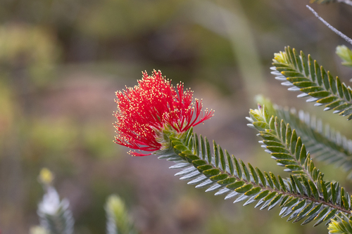 Melaleuca velutina (alternate view 7)