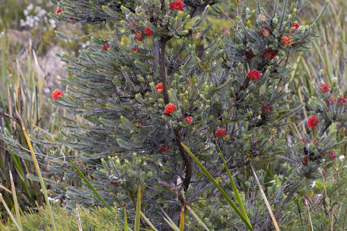 Melaleuca velutina (alternate view 8)