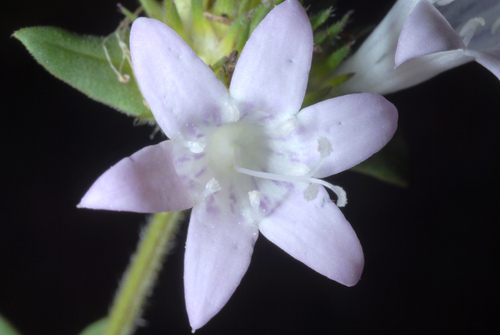 Richardia grandiflora (largeflower Mexican clover) (alternate view 2)