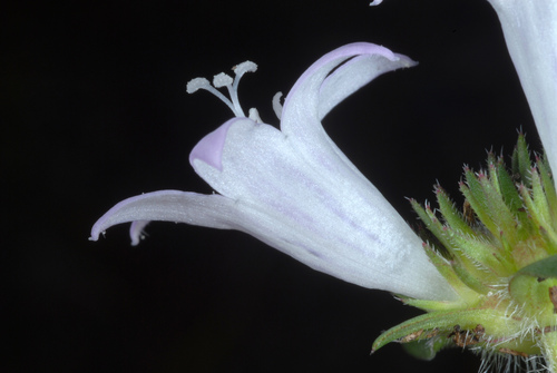 Richardia grandiflora (largeflower Mexican clover) (alternate view 3)