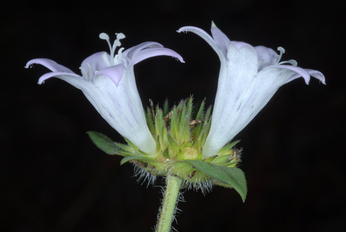 Richardia grandiflora (largeflower Mexican clover) (alternate view 4)
