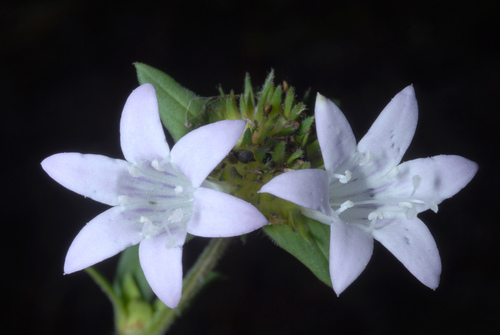 Richardia grandiflora (largeflower Mexican clover) (alternate view 5)