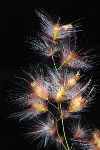 Melinis repens (Natal Grass)