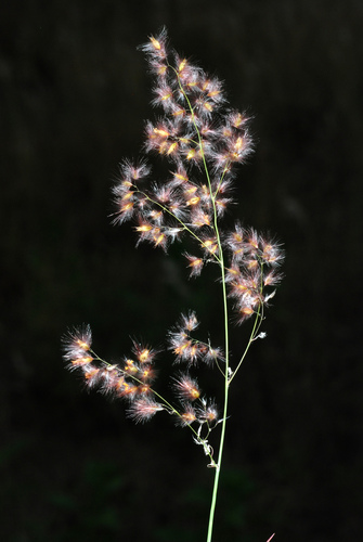 Melinis repens (Natal Grass) (alternate view 2)