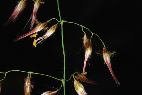 Melinis repens (Natal Grass) (alternate view 3)