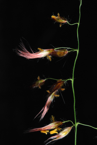 Melinis repens (Natal Grass) (alternate view 4)