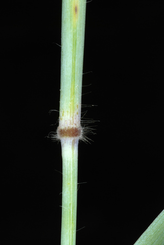 Melinis repens (Natal Grass) (alternate view 5)