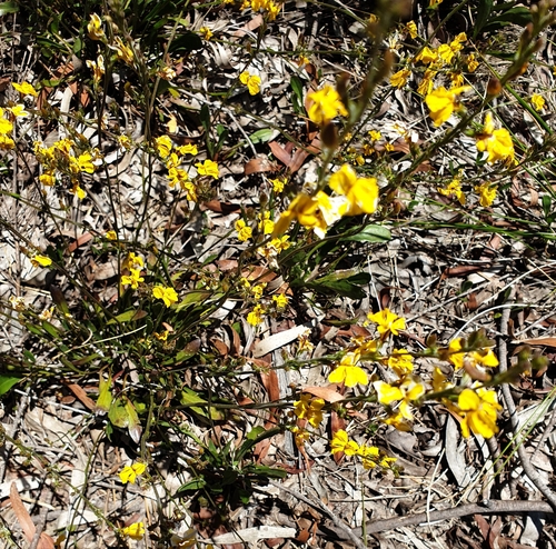 Goodenia bellidifolia (Daisy-leaved Goodenia) (alternate view 6)
