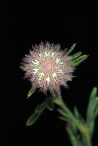 Trifolium arvense (rabbitfoot clover)
