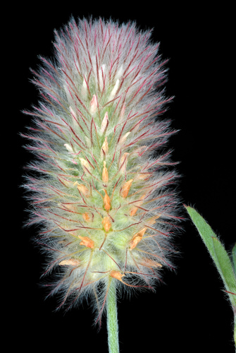 Trifolium arvense (rabbitfoot clover)