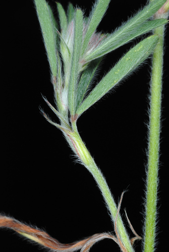 Trifolium arvense (rabbitfoot clover)