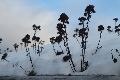 Hylotelephium telephium (Orpine) (alternate view 2)