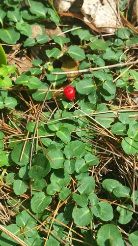 Mitchella repens (partridgeberry)