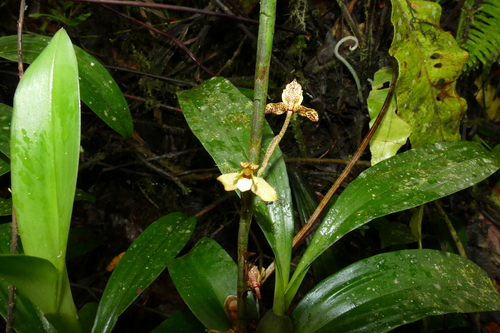 Maxillaria (tiger orchids) (alternate view 2)