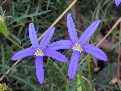 Lithotoma axillaris (rock isotome) (alternate view 7)