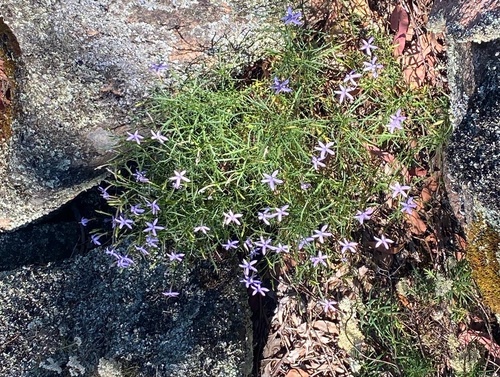 Lithotoma axillaris (rock isotome) (alternate view 9)