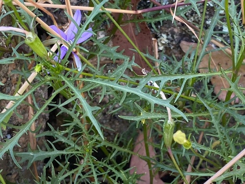 Lithotoma axillaris (rock isotome) (alternate view 8)