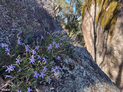 Lithotoma axillaris (rock isotome) (alternate view 10)