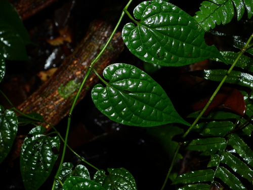 Piper (pepper plants) (alternate view 3)