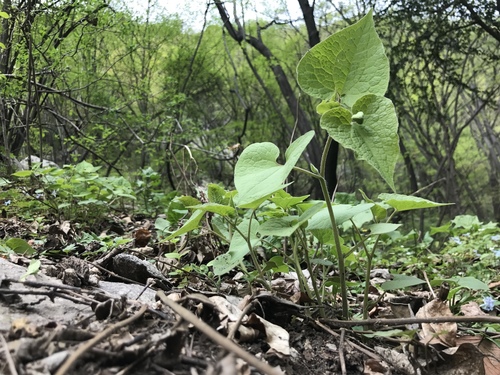Saruma henryi (upright wild ginger)