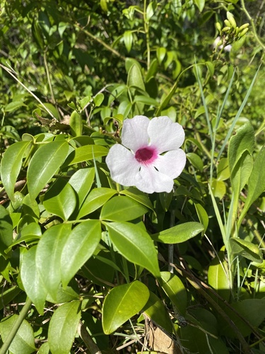 Pandorea jasminoides (Bower Plant)