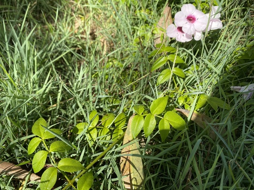 Pandorea jasminoides (Bower Plant) (alternate view 2)