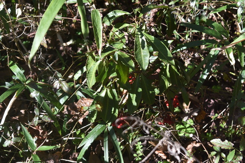 Ardisia crenata (Coralberry)