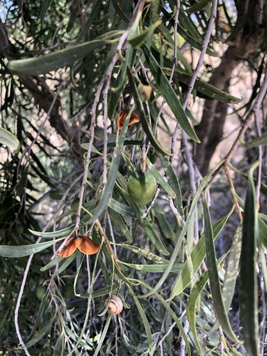 Pittosporum angustifolium (Native apricot) (alternate view 4)