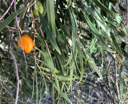 Pittosporum angustifolium (Native apricot) (alternate view 5)