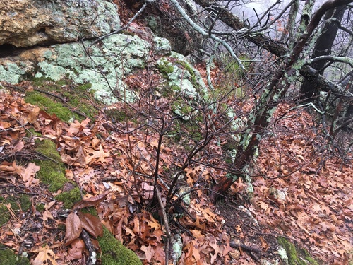 Rhododendron prinophyllum (early azalea) (alternate view 5)