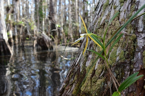 Epidendrum