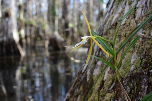 Epidendrum (alternate view 2)