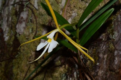 Epidendrum (alternate view 3)