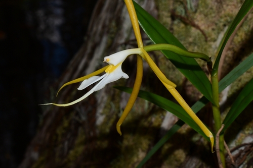 Epidendrum (alternate view 4)
