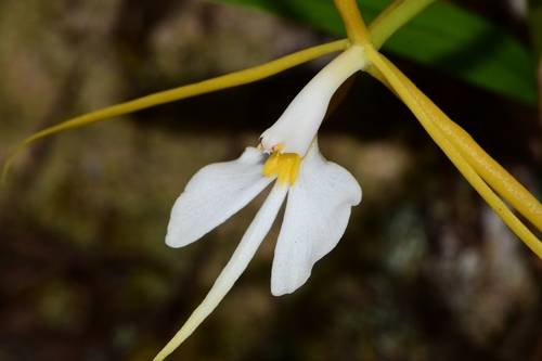 Epidendrum (alternate view 5)