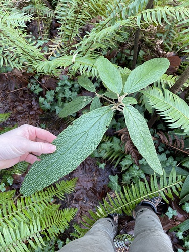 Viburnum rhytidophyllum (leatherleaf viburnum)
