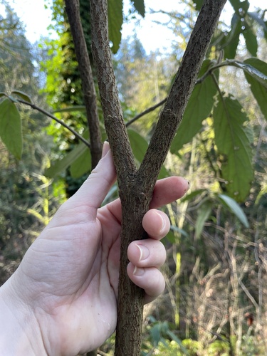Viburnum rhytidophyllum (leatherleaf viburnum) (alternate view 2)