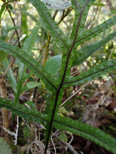 Microsorum pustulatum (hound's tongue fern) (alternate view 4)