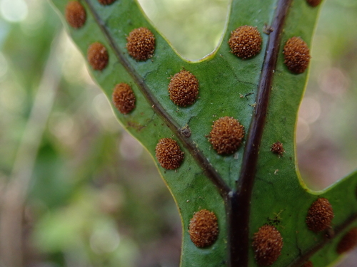 Microsorum pustulatum (hound's tongue fern) (alternate view 5)