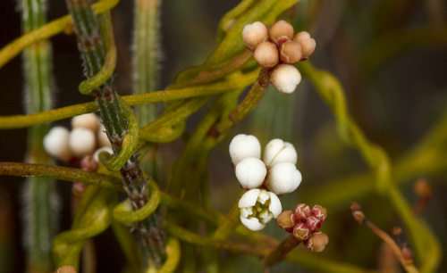 Cassytha glabella (Slender Devil's Twine)