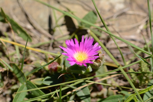 Delosperma sutherlandii (Sutherland's Ice Plant)